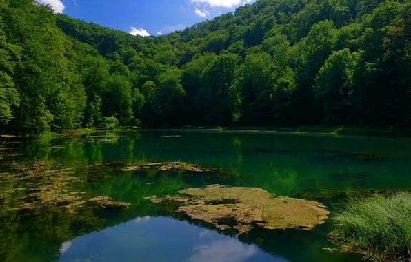 Картинка лес, вода, деревья, озеро, Венгрия, Janoshalma.
