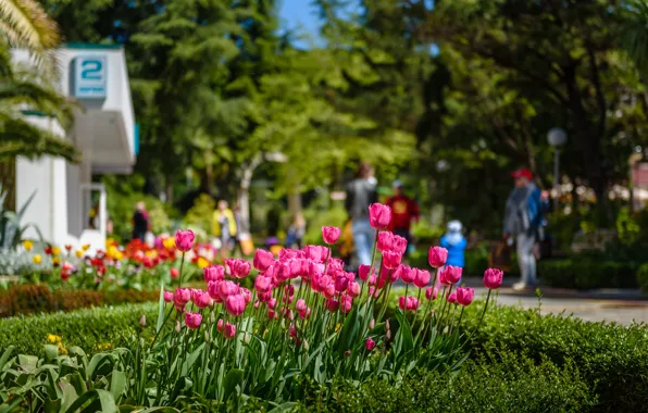 Цветы, Природа, Трава, Весна, Деревья, Nature, Grass, Flowers