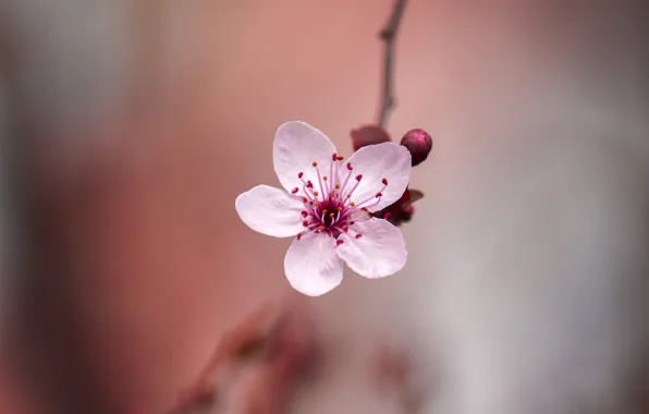 Картинка цветок, весна, сакура, боке