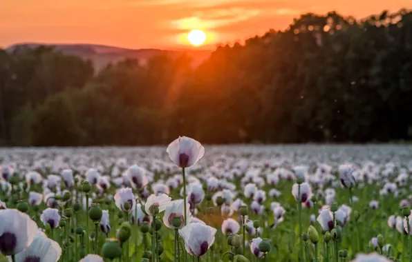Картинка закат, природа, маки