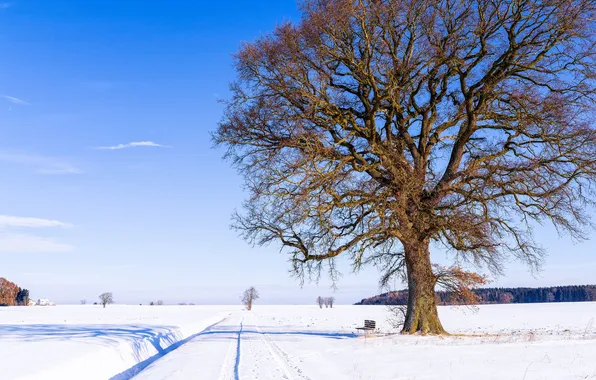Картинка зима, дорога, небо, снег, природа, дерево, скамья
