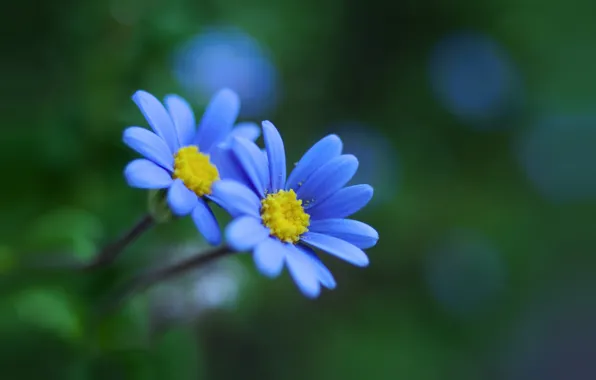 Картинка цветы, блики, фон, голубые, боке
