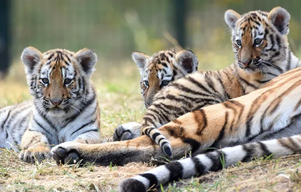 Картинка три, малыши, дикие кошки, тигры, трио, тигрята, тигренок, лежат