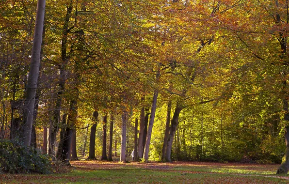 Осень, деревья, парк, Нидерланды, Autumn, Netherlands, Utrecht, Parks