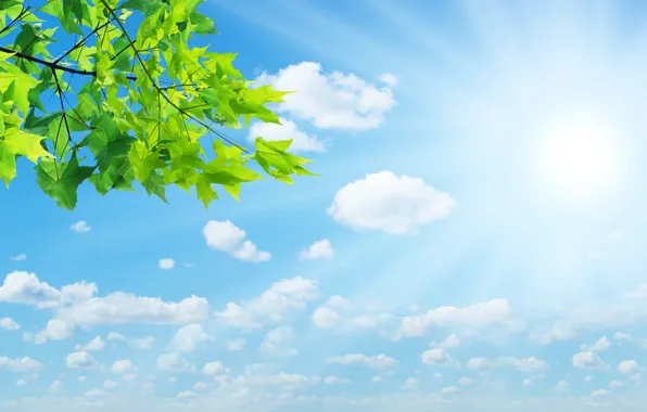 Картинка лето, небо, листья, облака, природа