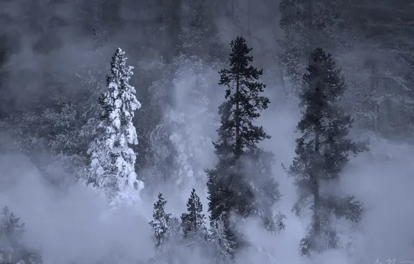 Картинка зима, лес, снег, деревья, природа, туман