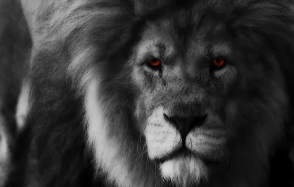 Картинка глаза, взгляд, хищник, лев, грива, царь зверей