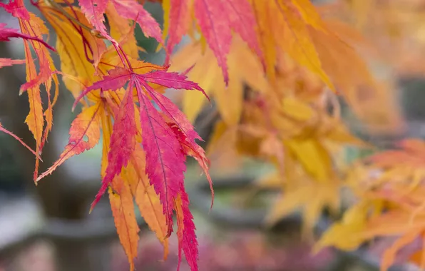 Картинка осень, листья, дерево, клен, багрянец