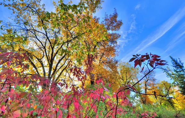 Картинка осень, небо, листья, облака, деревья, кусты