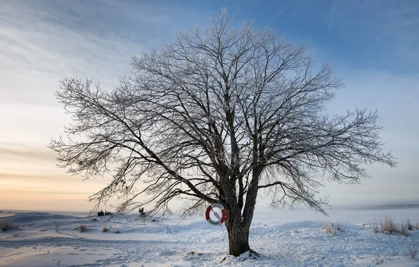 Картинка зима, дерево, спасательный круг