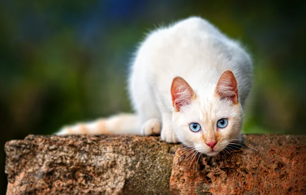 Кошка, взгляд, мордочка, голубые глаза