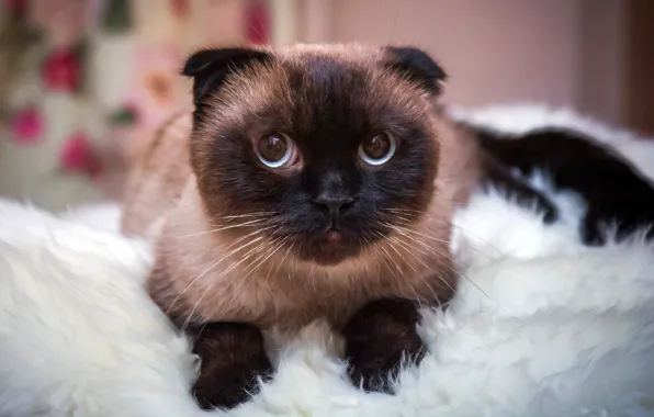 Кошка, глаза, кот, взгляд, портрет, мордочка, лежит, мех