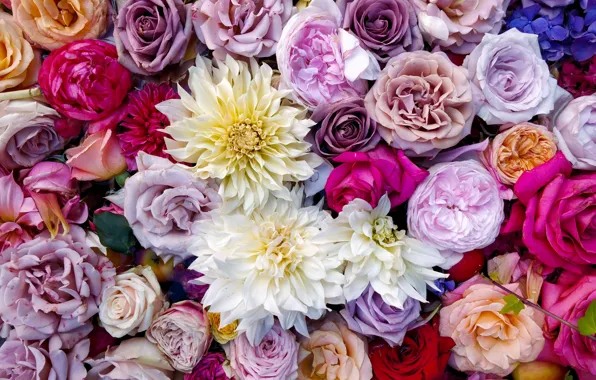 Colorful, flowers, bouquet, roses, composition, multicolored, dahlias, UHD wallpaper