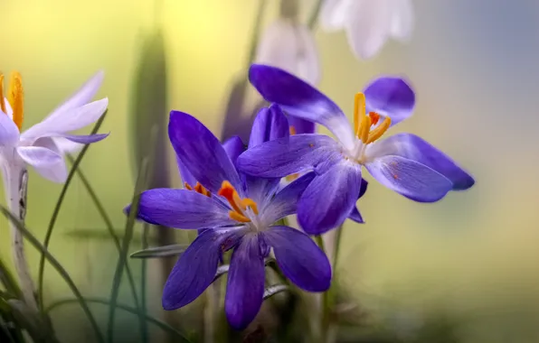 Картинка фиолетовый, цветы, крокусы, сиреневые