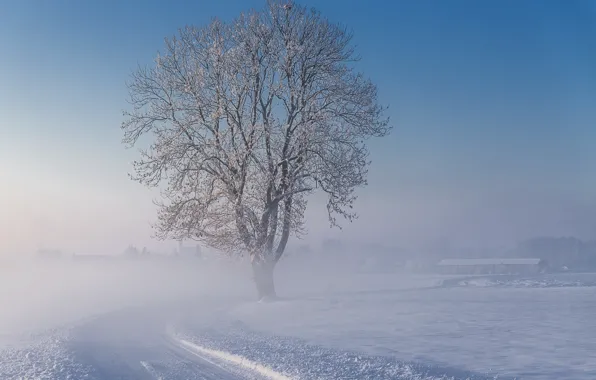 Картинка зима, дорога, снег, туман, дерево, утро, морозно