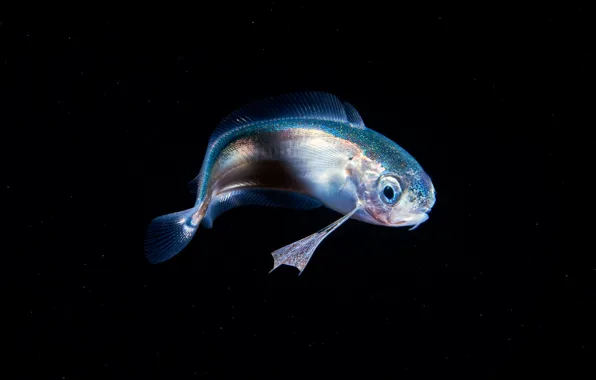 Море, вода, макро, рыбка, рыба, черный фон, подводный мир, под водой
