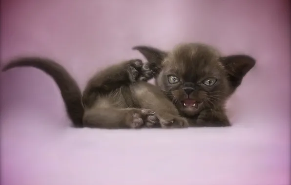 Кошка, взгляд, поза, котенок, мордашка, гремлин, ориентал, ориентальная кошка