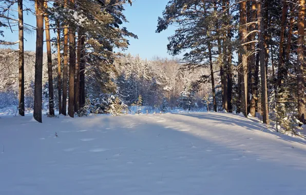 Картинка зима, лес, солнце, снег, деревья, природа, мороз, сосны