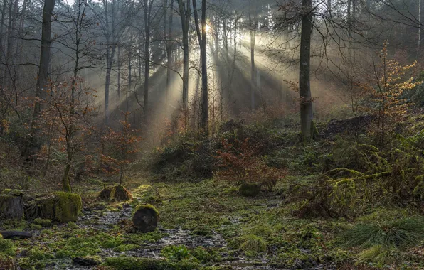Картинка лес, Германия, солнечные лучи
