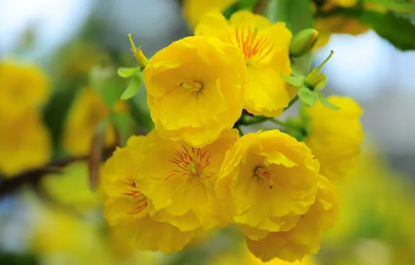 Yellow, blossom, flowers, Macro