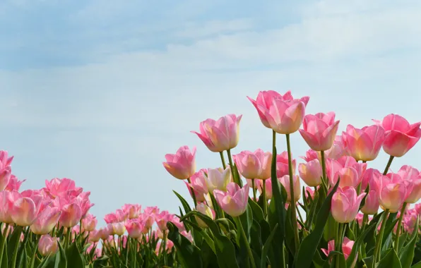 Небо, тюльпаны, розовые, Нидерланды, бутоны, плантация