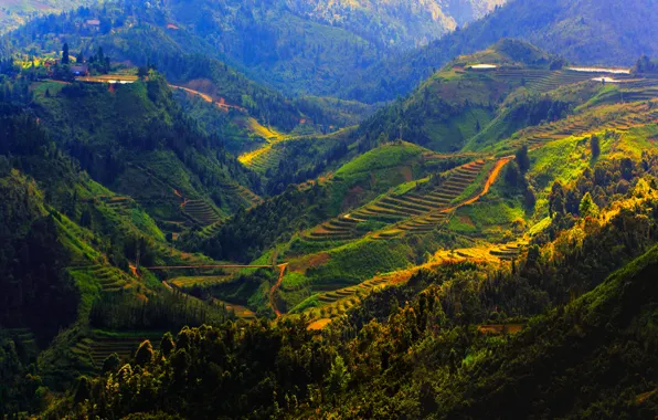 Картинка горы, поля, Вьетнам, леса, плантации, Sapa