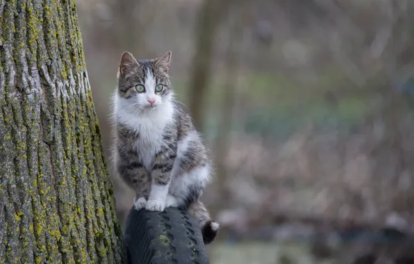 Кошка, глаза, взгляд, фон