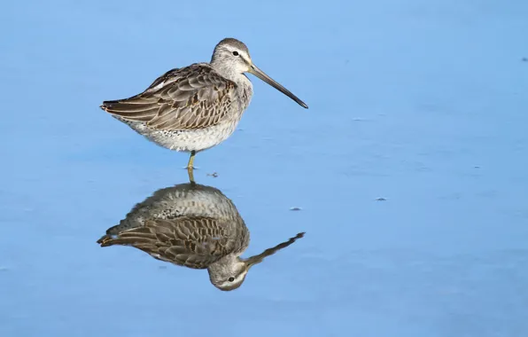 Bird, lake, reflection, wildlife, dowitcher