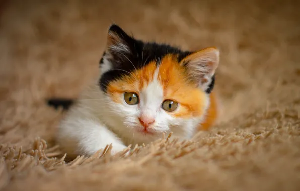 Кошка, взгляд, котенок, портрет, рыжий, мордочка, лежит, мех