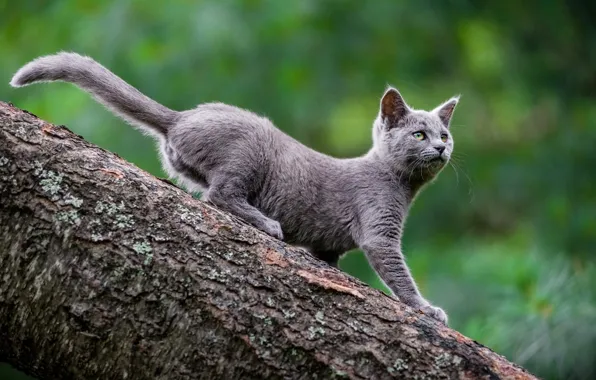 Кошка, природа, зеленый, котенок, серый, фон, дерево, котёнок