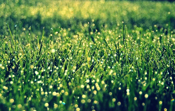 Зелень, трава, солнце, макро, фон, widescreen, обои, растительность