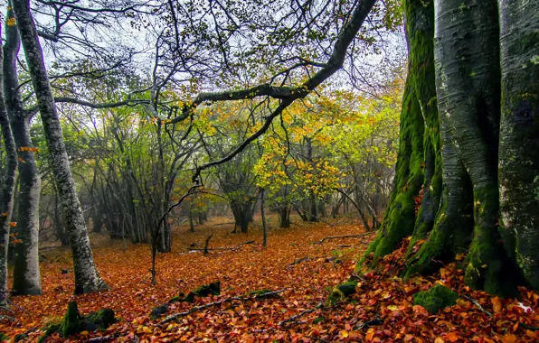 Картинка осень, лес, листья, деревья, ветки, мох, кусты