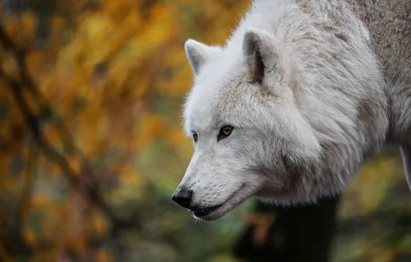 Картинка морда, волк, боке, Арктический волк, Полярный волк