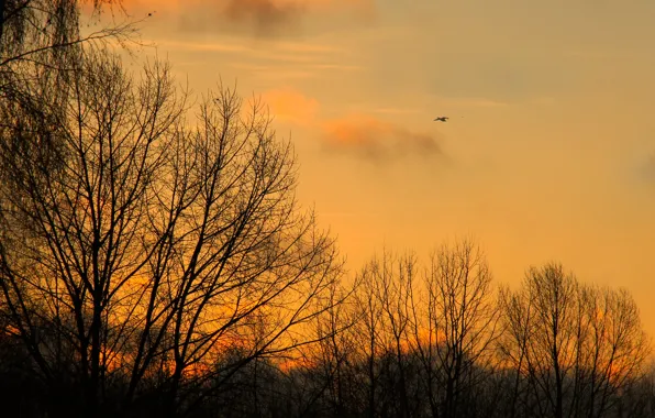 Sky, sunset, tree