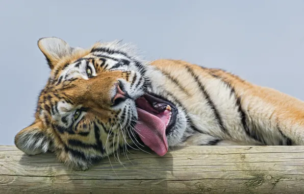 Язык, кошка, зевает, амурский тигр, ©Tambako The Jaguar