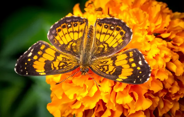 Цветок, бабочка, крылья, бархатцы