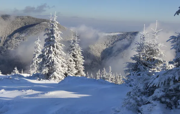 Картинка зима, лес, снег, горы, туман, ёлки