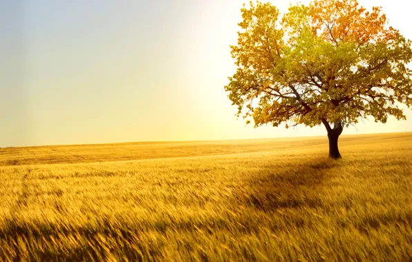 Картинка пшеница, поле, дерево, ветер, горизонт, колоски, простор, одинокое