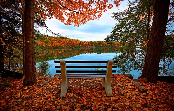 Картинка осень, лес, небо, листья, вода, деревья, скамейка, природа