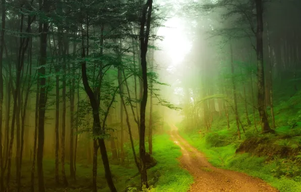 Картинка дорога, лес, деревья, туман