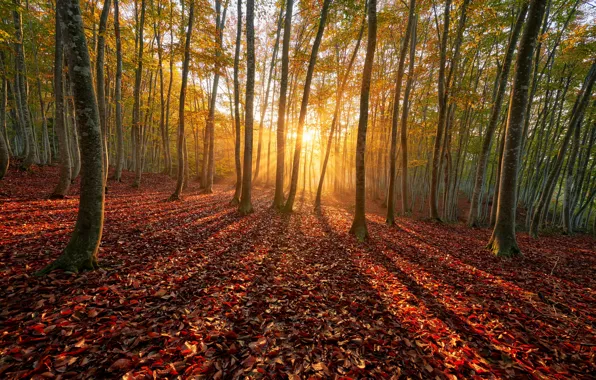 Картинка осень, лес, солнце, лучи