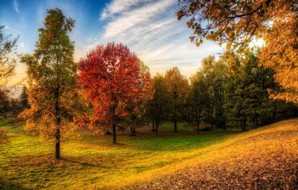 Картинка осень, лес, небо, трава, деревья, парк