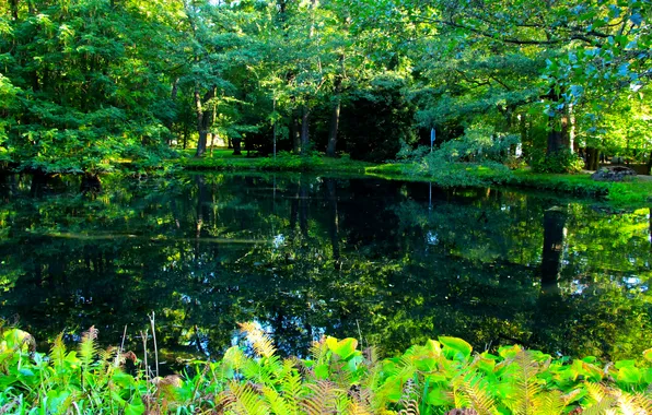 Trees, water, park, pond