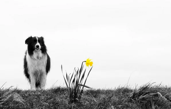 Цветок, природа, собака