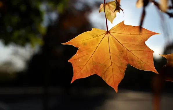 Картинка осень, листья, свет, природа, light, nature, autumn, leaves