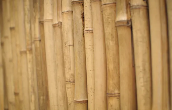 Стебли, бамбук, деревяшки