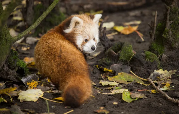 Картинка взгляд, листья, красная панда, firefox, малая панда