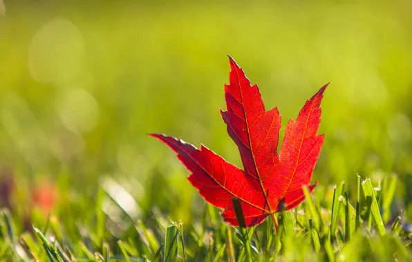 Картинка осень, трава, красный, лист, клен, бордовый
