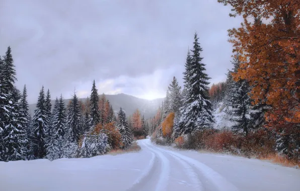 Картинка осень, лес, снег, деревья, ели, колея, Монтана