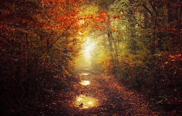 Картинка autumn, leaves, fog, pathway, autumn colors, path, mist, fall